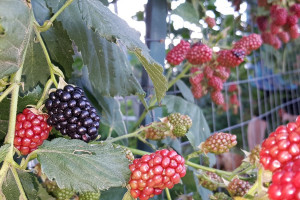 Unsere Himbeeren und Brombeeren laden zum Naschen ein.